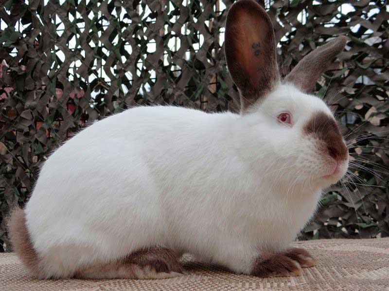 Кролик Гавана фото