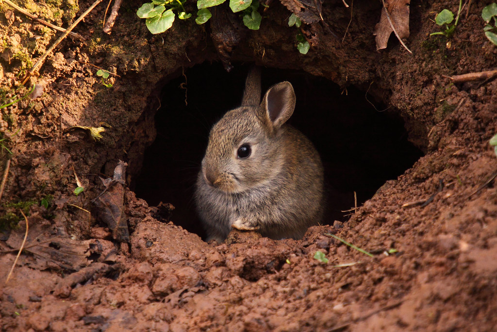 Земляной кролик фото