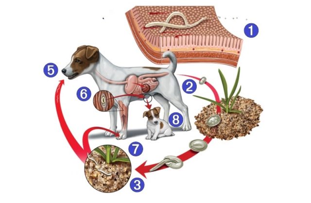 Пути заражения домашних животных паразитическими червями