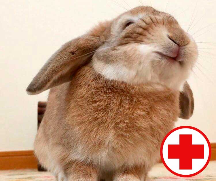 Аптечка для кролика