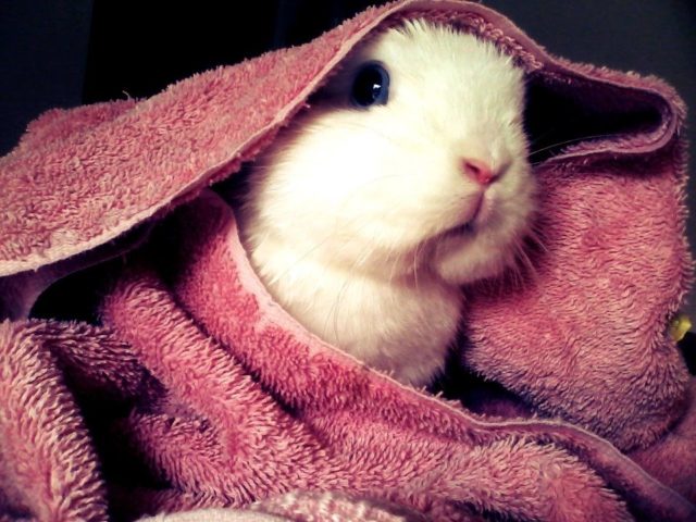 Кролик в полотенце