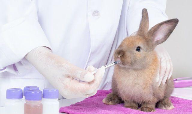 Кролик принимает лекарство