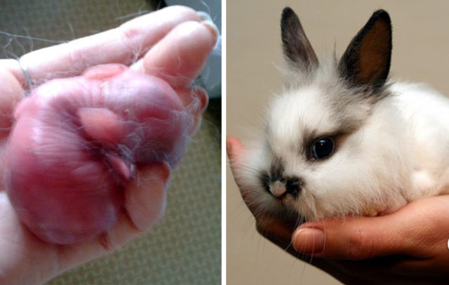 Как растет крольчонок