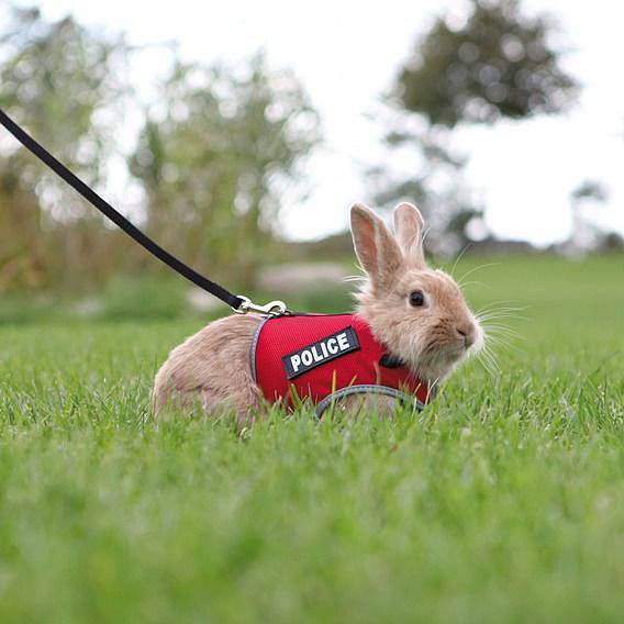 Кролик на поводке на прогулке