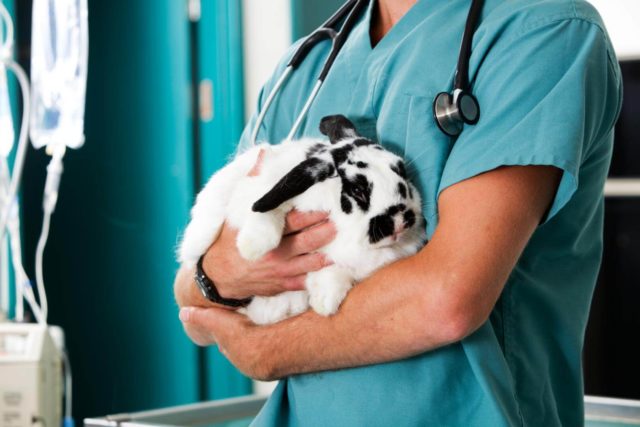 Ветеринар с кроликом