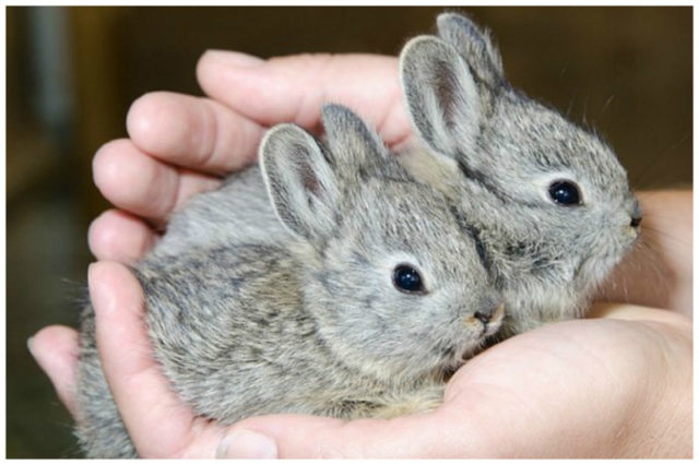 Крольчата в ладонях