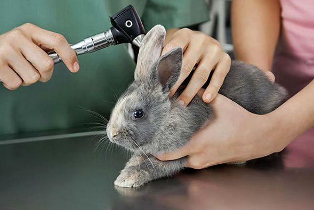 Обследование ушей кролика