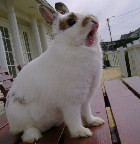 Кролик с открытым ртом