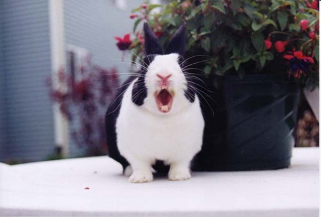 Кролик зевает