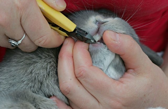 Обрезка зубов кролика