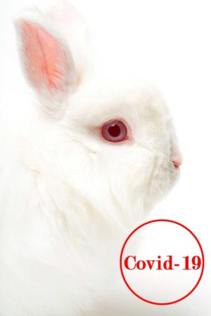 Ковид 19 у кролика