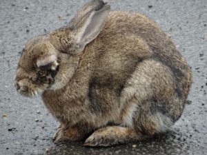 Миксоматоз кроликов