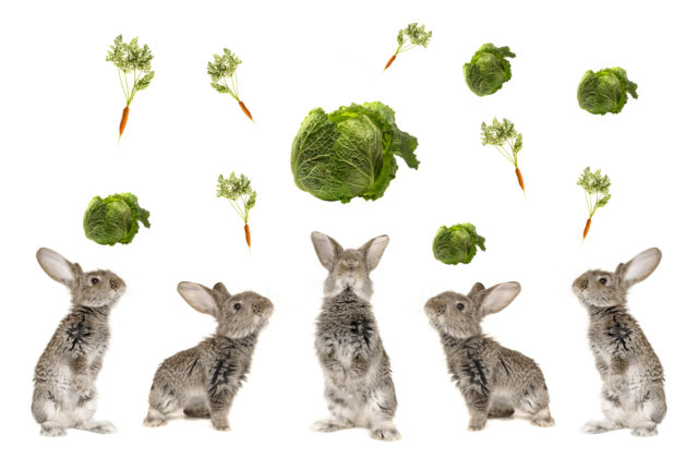 Кормление кроликов капустой и морковкой