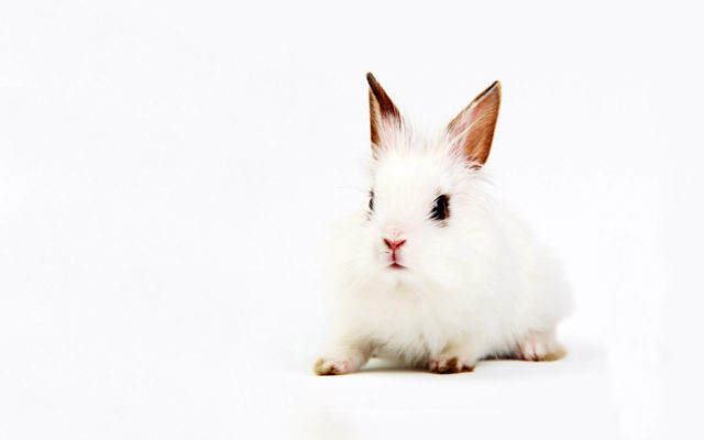 Крольчонок белый на белом фоне