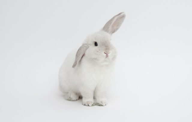 Белый кролик на белом фото с торчащим ухом