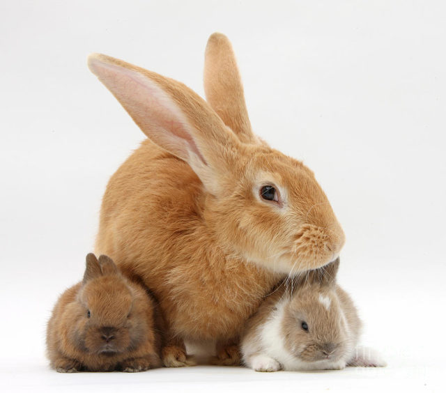 Крольчиха с крольчатми