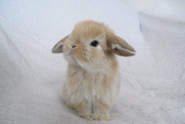 Крольчонок с опушенными ушами