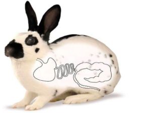 Вздутие живота у кролика