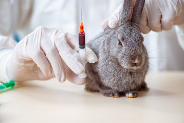Вакцинация кроликов