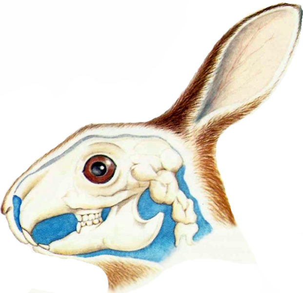 Строение черепа и челюсти кролика