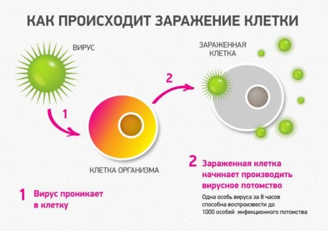 zarazhenie-virusom-Posledovatelnost-zarazheniya-virusom-zdorovyh-kletok-768x541