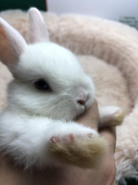 Белый карликоввый лисий кролик