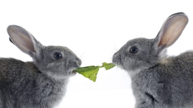 Кролики делят салат