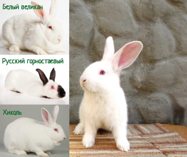 Белые кролики сравнение