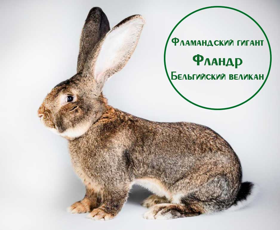 Фландр кролик описание породы с фото