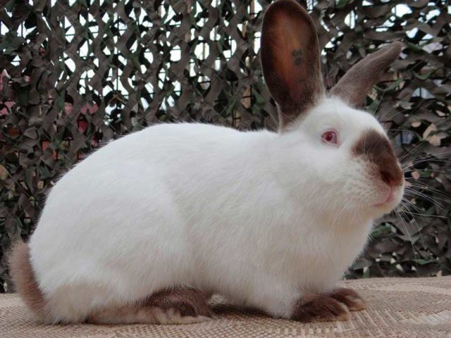 Калифорнийский кролик окрас гавана