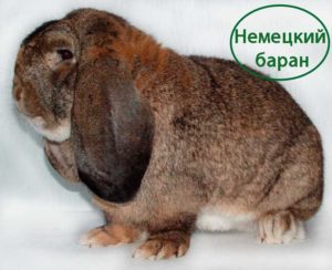 Кролик немецкий баран