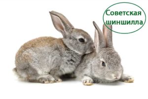 Шиншила советская крольчата