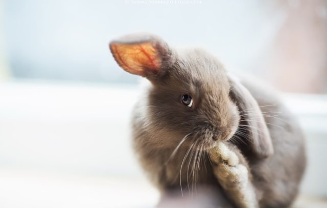 Кролик серый