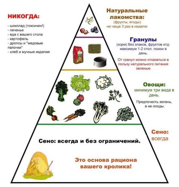 piramida-raciona-dlya-krolikov3.jpg