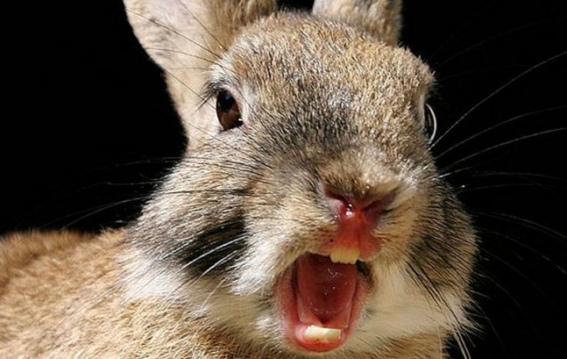 Кролик с разинутой пастью