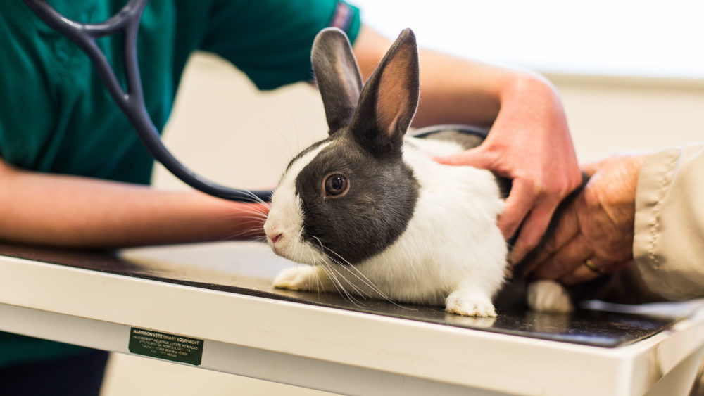 Office krolik. Ветеринар с кроликом. Лабораторные животные. Ветеринарная клиника кролик.