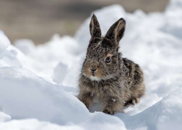 Крольчонок на снегу