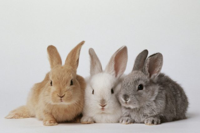 3 крольчонка