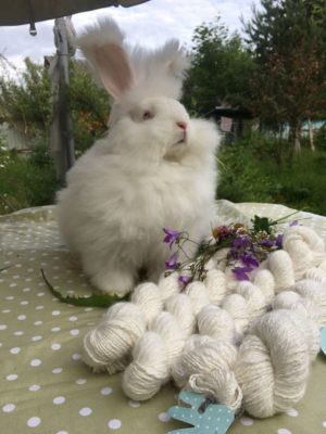 Ангорский кролик с пряжей