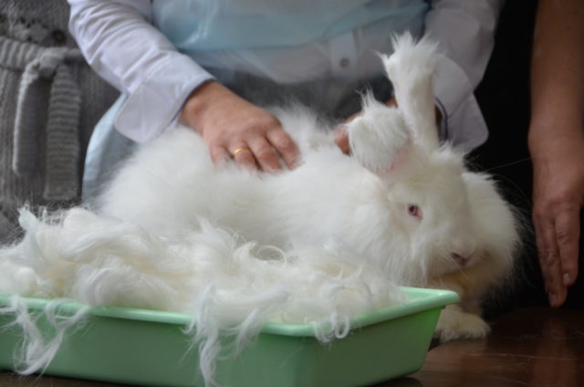Выщипывание пуха кролика