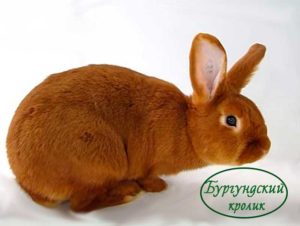 какие кролики были у радагаста бурого. Смотреть фото какие кролики были у радагаста бурого. Смотреть картинку какие кролики были у радагаста бурого. Картинка про какие кролики были у радагаста бурого. Фото какие кролики были у радагаста бурого