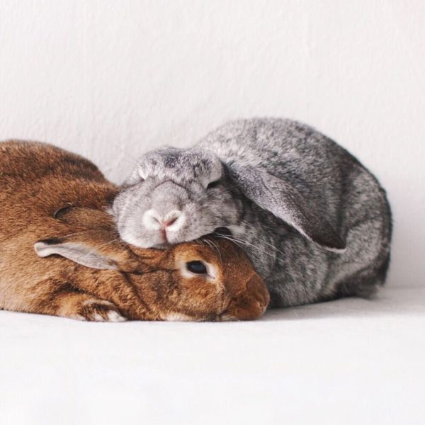 Кролики спят