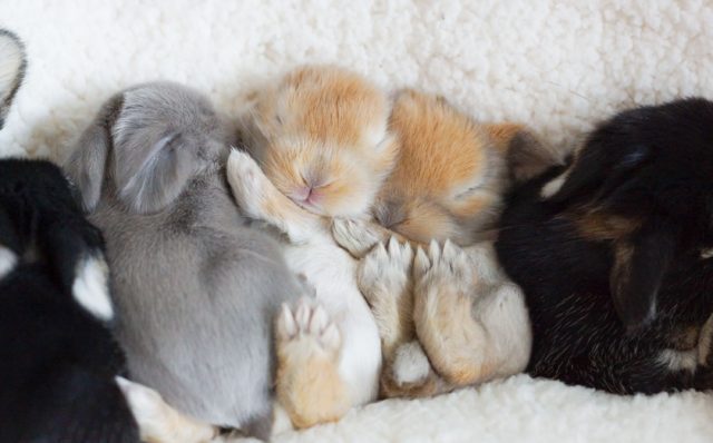 Крольчата спят