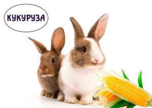 можно ли кормить кроликов зерном кукурузы