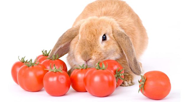 Кролик с помидорами