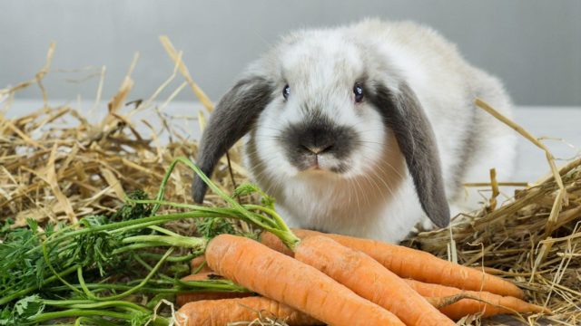 Кролик, сено и морковь