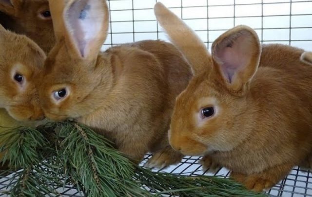 Кролики едят елку