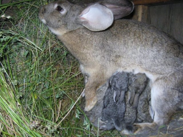 Крольчиха кормит крольчат
