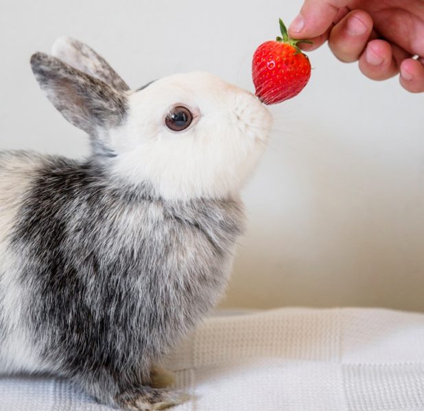 Кролик ест клубнику