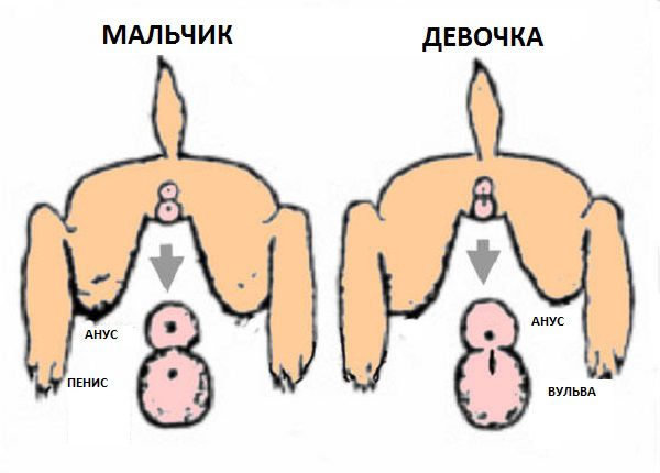 Половые органы кроликов схема